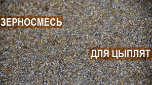 Рацион для цыплят. Состав самодельного корма. Рекомендации Сергея Матрипула