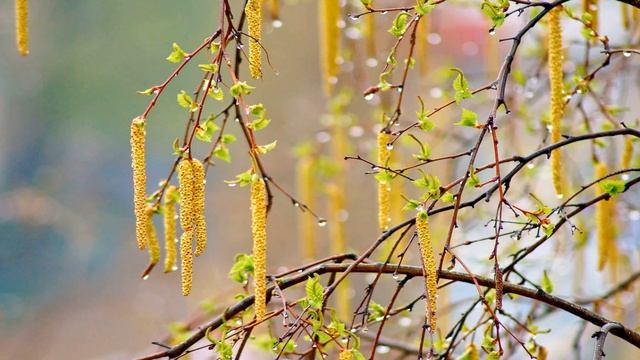 Михаил Пришвин. Разговор деревьев смотреть онлайн