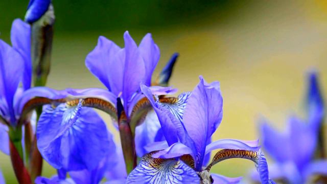 Тест видео Nikon d-3200 объектив Тамрон 70-300. смотреть онлайн