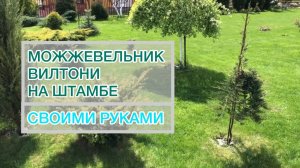 Если нет возможности купить Можжевельник плакучий на штамбе Своими руками Juniperus Wiltonii