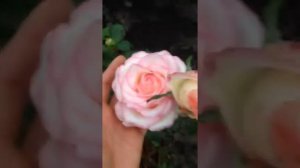 Rose Emma de Meilland (Эмма де Мейян роза)