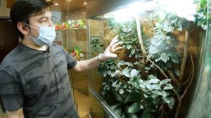 СОДЕРЖАНИЕ ХАМЕЛЕОНА ДОМА (чем кормить, как ухаживать). КАК ХАМЕЛЕОН МЕНЯЕТ ЦВЕТ.