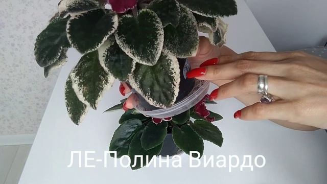 Фиалка ЛЕ-Полина Виардо и  АВ-Сердце Матери / AV-Mother's Heart, смотреть онлайн