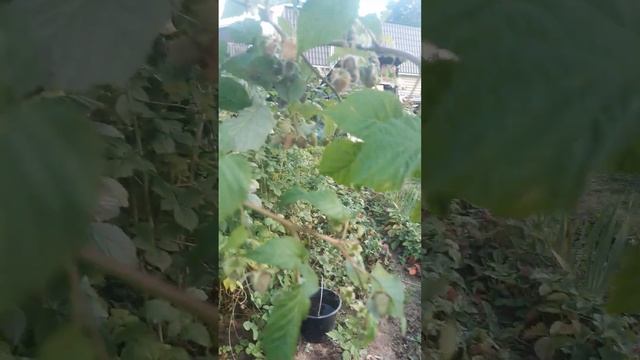 Зеленая малина смотреть онлайн