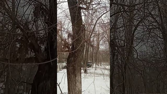 Кормление уличных кошек.Барсик на дереве. смотреть онлайн