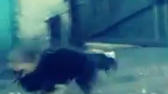 Собачка смотреть онлайн