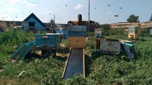 создание улья медовика в основной медосбор