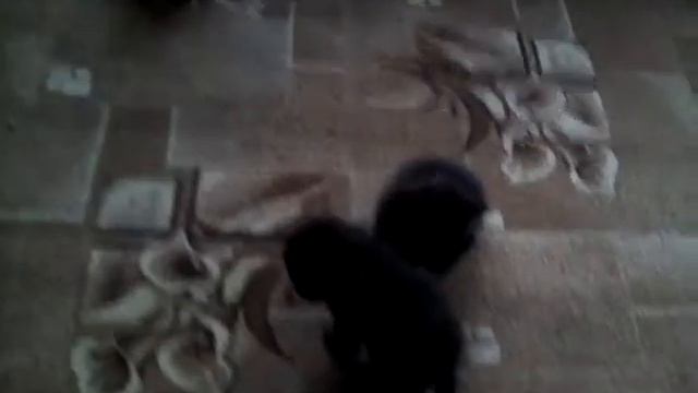 Новое пополнение котят часть первая и жизнь Муси часть 3 смотреть онлайн