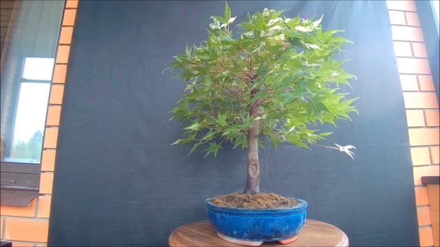 Бонсай клён веерный Оридоно нишики Acer palmatum Oridono nishiki 2021 год лето смотреть онлайн