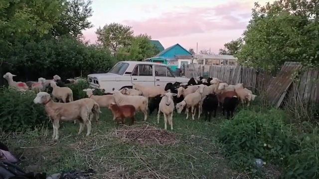 Стадный инстинкт у овец | домашнее овцеводство смотреть онлайн