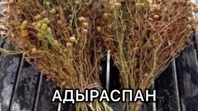 Жусан шоби туралы смотреть онлайн