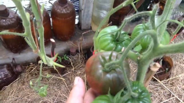 Чёрное сердце бреда томат смотреть онлайн