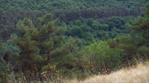 нашид Аиша.