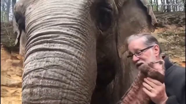 Слониха заплакала, когда снова увидела мужчину, который воспитал ее 30 лет назад смотреть онлайн