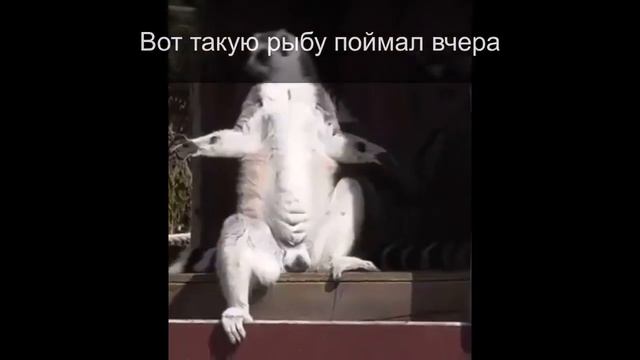 Смешные Животные Видео про животных Цирк, да и только смотреть онлайн