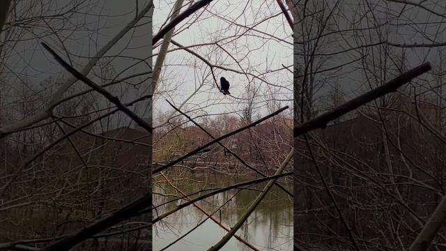 Удивительные факты о воронах часть 1-13.продолжение следует смотреть онлайн