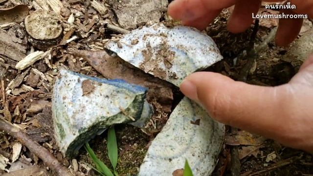 เห็ดน้ำนมสีคราม Lactarius indigo, Indigo milk cap, Blue mushroom смотреть онлайн