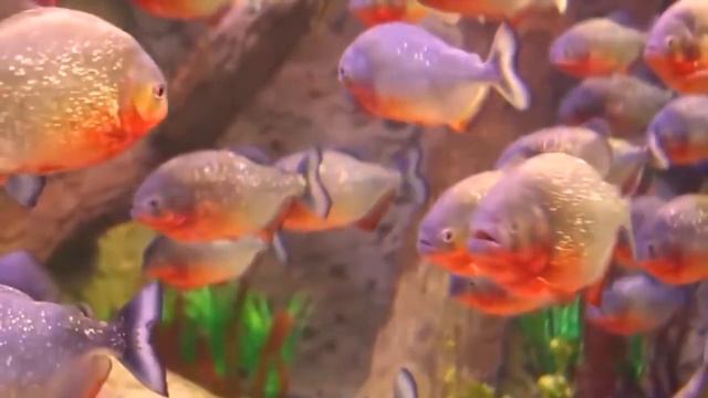 Самые агрессивные обитатели рек и морей смотреть онлайн