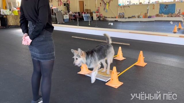 Танцы с собаками. Обучение движения задом от хендлера. Настя и метис Несси.