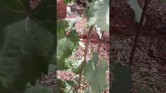 Uva moscadine ( uva jabuticaba), com um cacho. 27/11/2022 смотреть онлайн