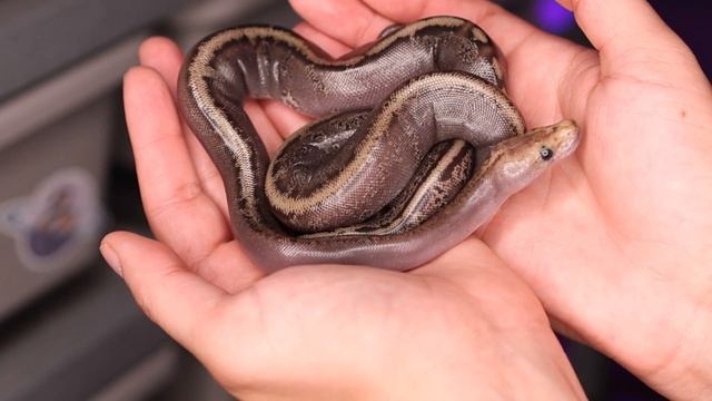 FIRST Super Nyala Clown Ball Pythons | Egg to Shed | #Snake #BallPython #Reptiles смотреть онлайн