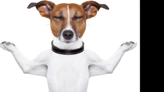 Музыка, чтобы успокоить вашу собаку во время подготовки и ванной! смотреть онлайн