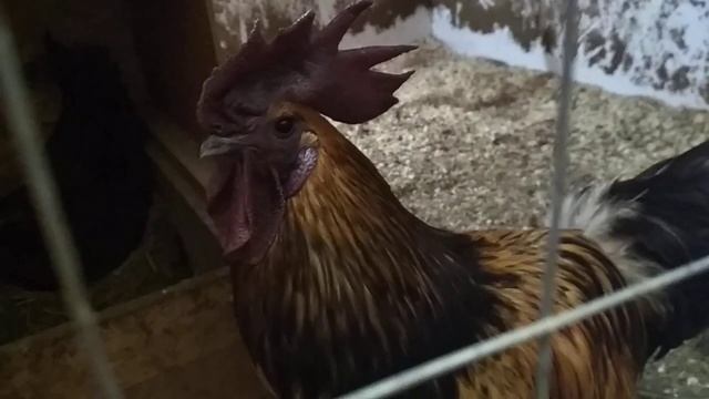 ЛАКЕДАНЗИ петух... смотреть онлайн