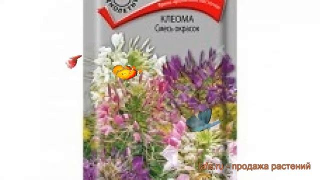 Клеома обыкновенная Смесь окрасок (smes okrasok) ? обзор: как сажать, семена клеомы Смесь окрасок смотреть онлайн
