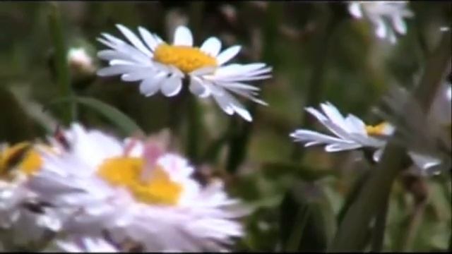 (very) Short focus test; Flowers (Canon FS200) смотреть онлайн