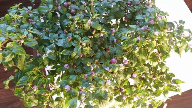 Filius Blue (Филиус Блю)