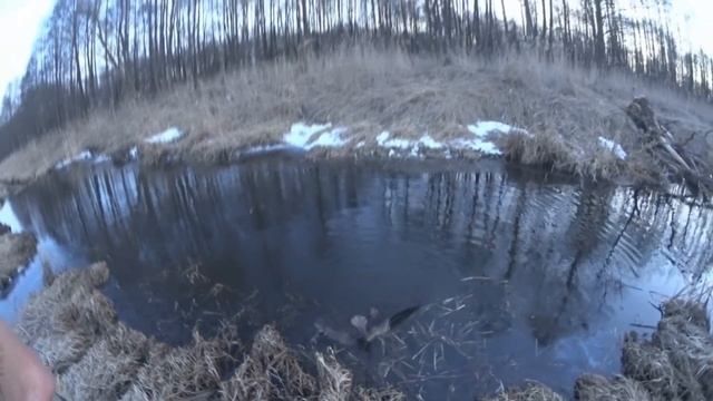 Охота на бобра с ружьем, Видео урок как охотится на бобра с ружьем смотреть онлайн