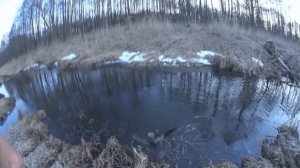 Охота на бобра с ружьем, Видео урок как охотится на бобра с ружьем