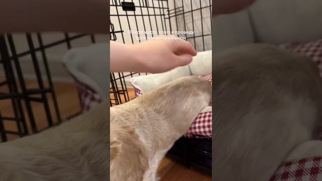 Шелдон, щенок американского кокер спаниеля #dog #puppy #кокерспаниель смотреть онлайн