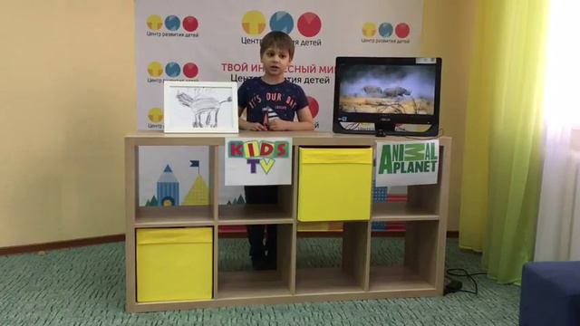 Kids TV Animal planet смотреть онлайн