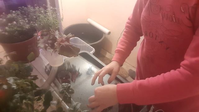 Размножение БЕГОНИИ листом дома зимой легко и просто, советы смотреть онлайн