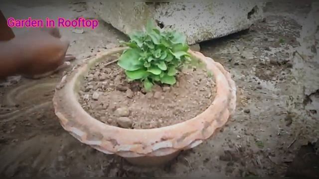 Petunia (Purple)- Sugar daddy variety | Hybrid Nothospecies | How to grow #petunia plant смотреть онлайн