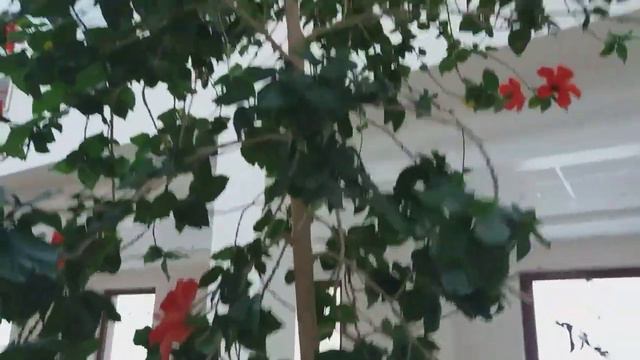 АСТАНА БАЛАЛАРДЫ ОҢАЛТУ ОРТАЛЫҒЫ смотреть онлайн