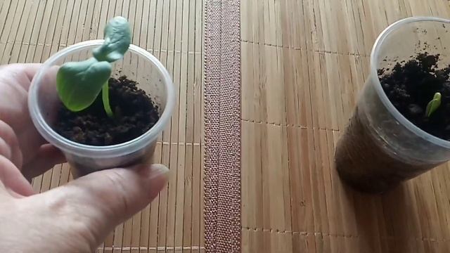 Летний отдых ?️под вопросом.Рассада огурцов ?на ранний урожай.Лук - севок смотреть онлайн