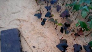 Размножение ежемалины Тайберри зелёным черенкованием в теплице