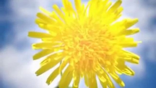 Внутренняя Улыбка Я СОЛНЦЕ смотреть онлайн