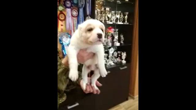 ПРОДАЖА. Щенок САО - кобель - Http://www.beliy-lekar.ru