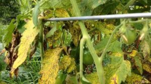 Томат Верлиока