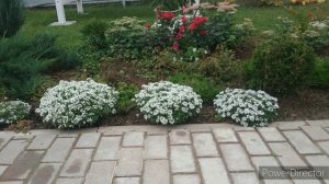 Медовый аромат сада или опять про АЛИССУМ ❤️#сад #цветы