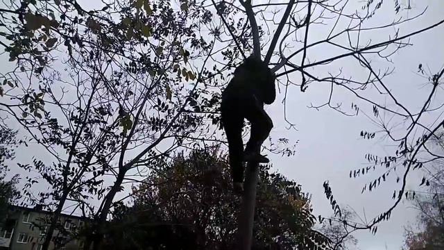 Лазанье на дереве: без сучков и веток смотреть онлайн