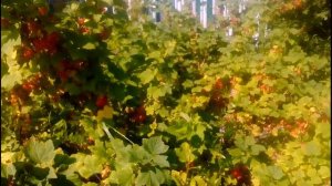 Как получить хороший урожай красной смородины. Уход за красной смородиной