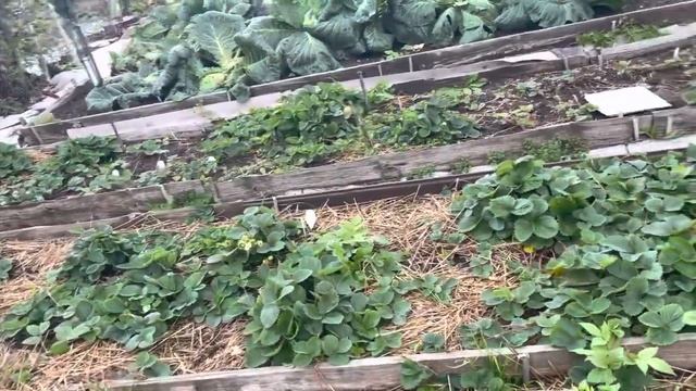 Обзор огорода на 5 Октября 22 год , покой нам снится . ??? смотреть онлайн