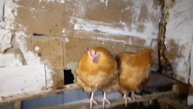 Сколько стоит курица? Спорный вопрос. смотреть онлайн