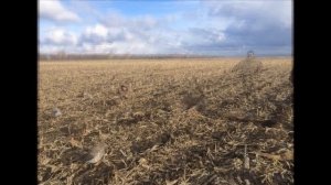 Весенняя охота на гуся в республике татарстан 2106