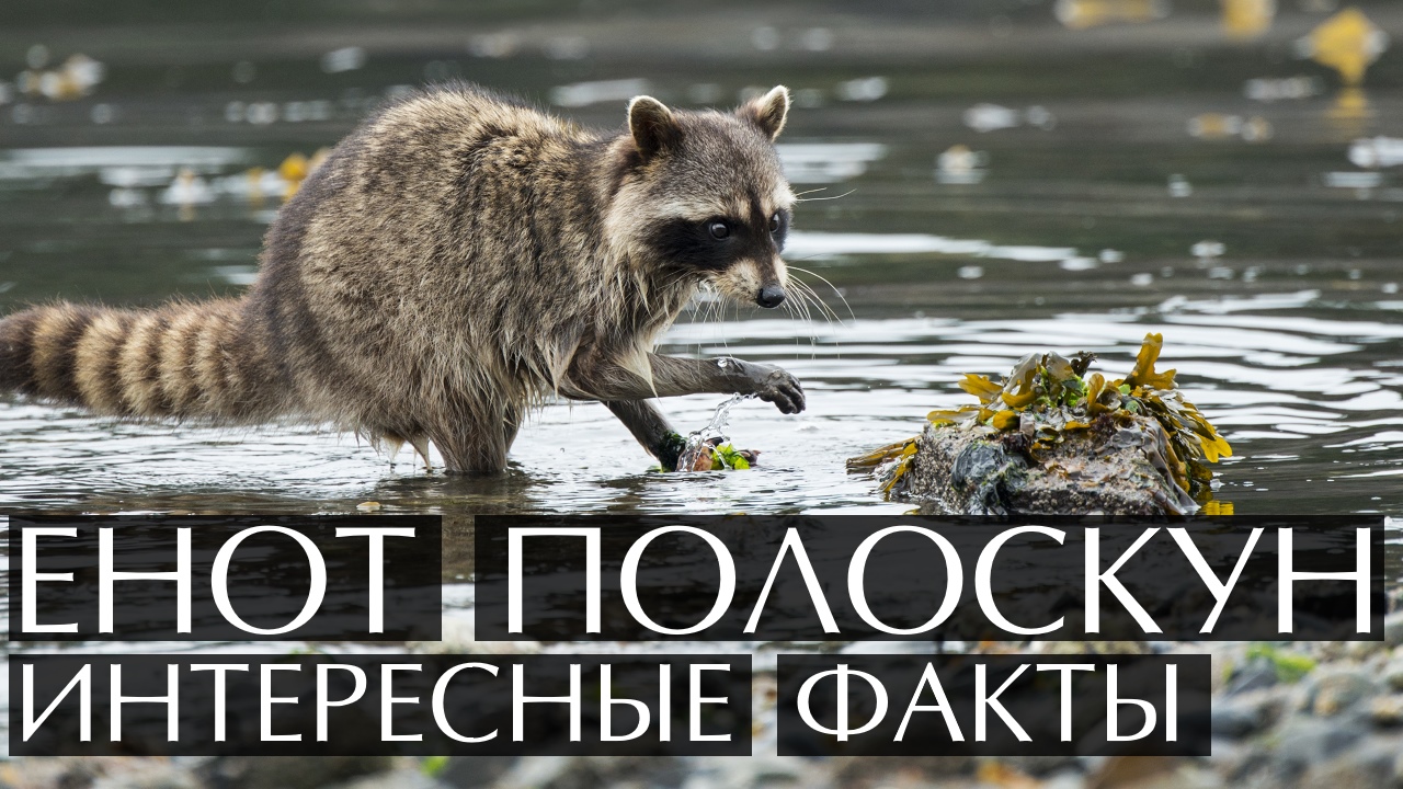 Енот полоскун. Интересные факты смотреть онлайн