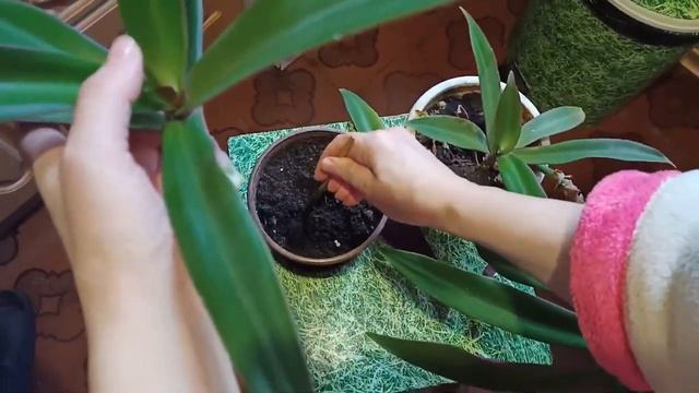 Комнатные цветы в октябре. Сажаем Рэо смотреть онлайн